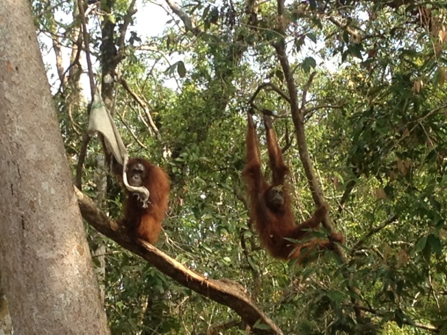 Orangutan_Titiaan